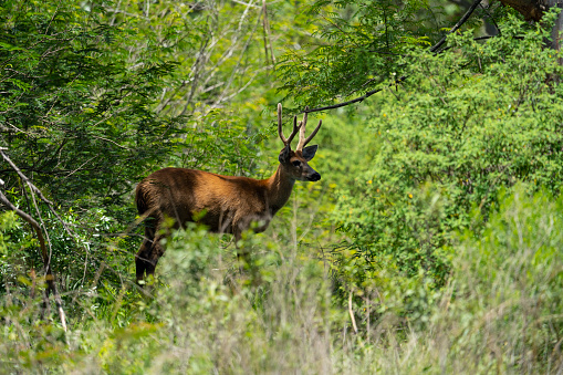 marsh deer (Blastocerus dichotomus) on ibera wetlands