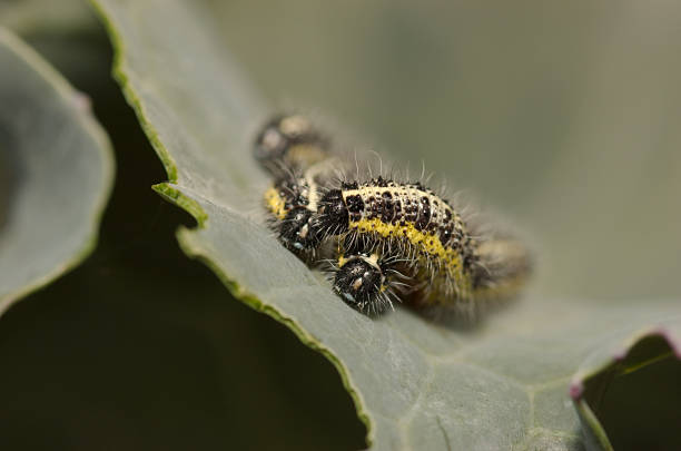 istock Caterpillars from the Large White Butterfly 118869669