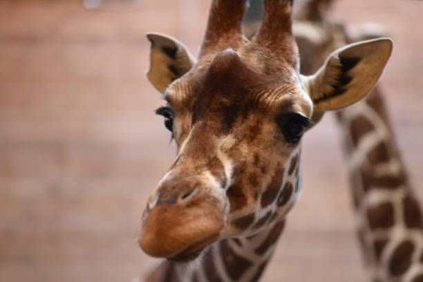 istock The giraffe is an African mammal. 1188697613