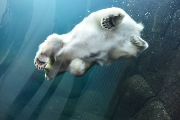 белый медведь под водой. нижний вид белого медведя. вид крупным планом медвежьих лап. - white denmark nordic countries winter стоковые фото и изображения