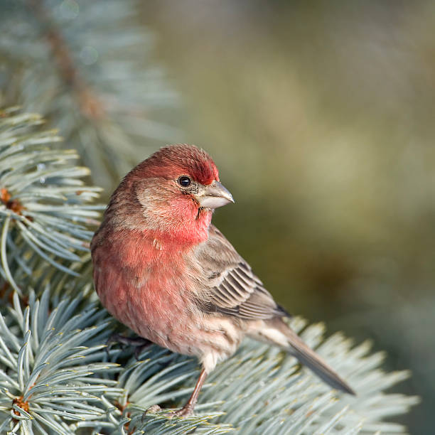 istock House Finch on Spruce 118869987