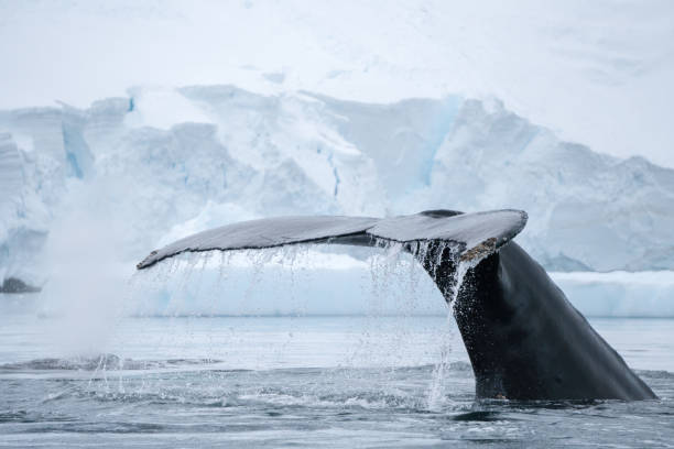 istock Humpback Whales in Antarctica 1188701190