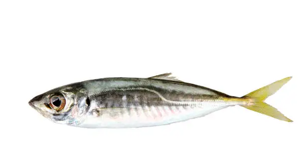Close-Up Of Atlantic Horse Mackerel Fish Isolated On White Background