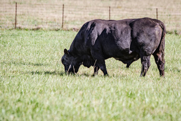 Close up of a black Angus bull grazing alone in a green pasture with a wire fence in the background out-of-focus.