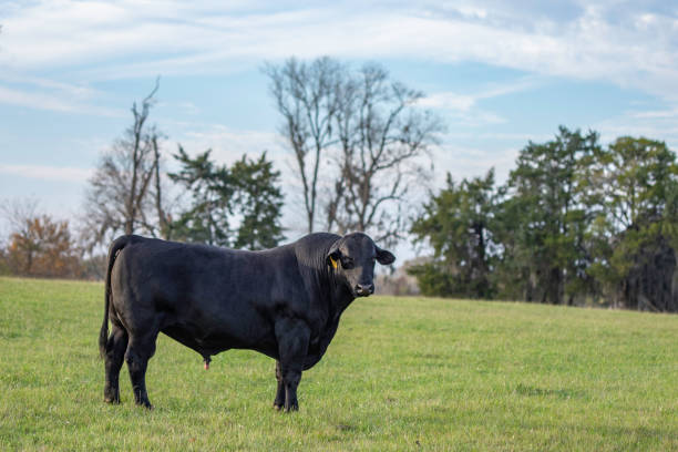 Black Angus bull in empty field Black Angus bull standing in an empty pasture while looking at the camera bull aberdeen angus cattle black cattle stock pictures, royalty-free photos & images