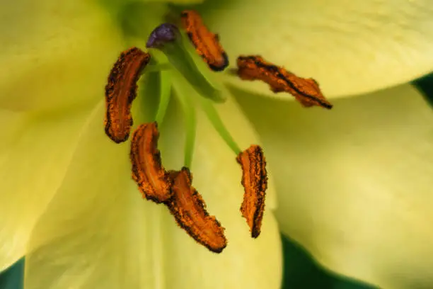 Yellow lily closeup. Stamens. Selective focus.