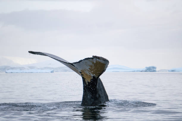 istock Humpback Whales in Antarctica 1188702487
