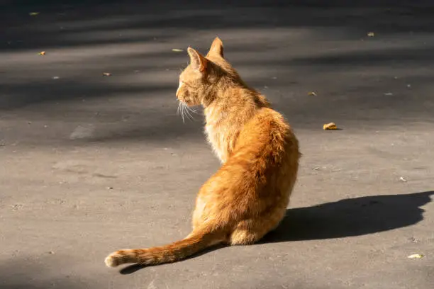 Stray red cat is sitting on street and looking at left, turned away from the camera.