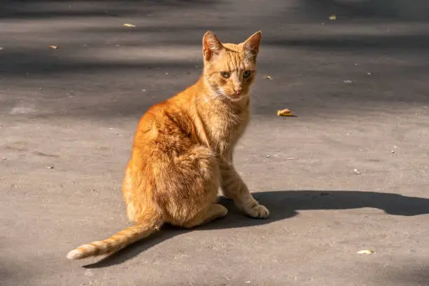 Stray red cat with green eyes is sitting on road and looking straight towards the camera