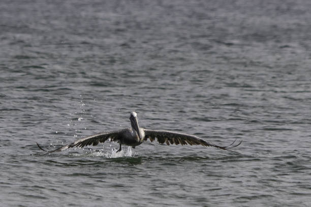 istock Pelican skimming over water 1188703536