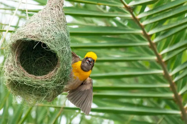 Baya weaver sitting on its nest looking straight at me and making a call too