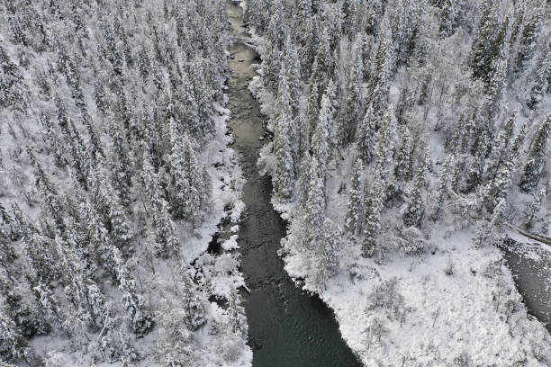 bosque cubierto de nieve en laponia - forest tundra fotografías e imágenes de stock