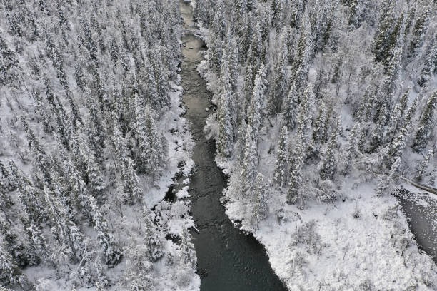 라플란드의 눈 덮인 숲 - forest tundra 뉴스 사진 이미지