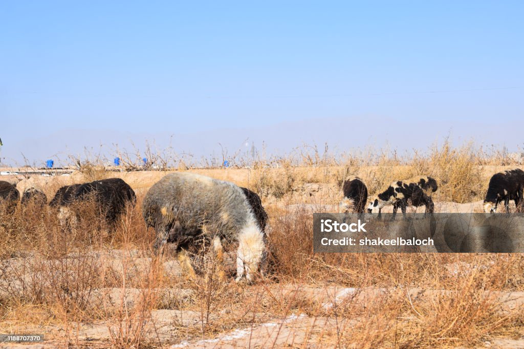 flock of sheep feeding on dry grass dry-land outdoors landscape Pakistan Stock Photo