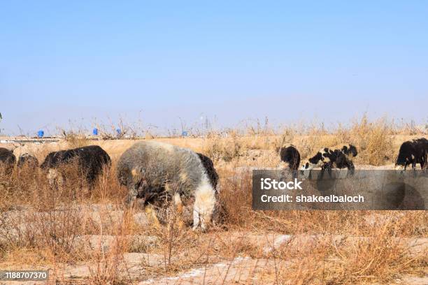 Flock Of Sheep Feeding On Dry Grass Dryland Outdoors Landscape Stock Photo - Download Image Now