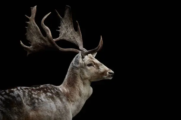 Photo of Fallow deer side view (Dama dama) on black background