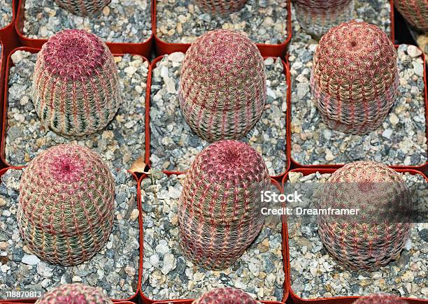 Echinocereus Rigidissimus Foto de stock y más banco de imágenes de Afilado - Afilado, Aguja - Parte de planta, Belleza