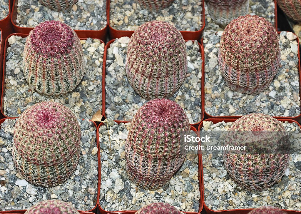 Echinocereus rigidissimus - Foto stock royalty-free di Affilato