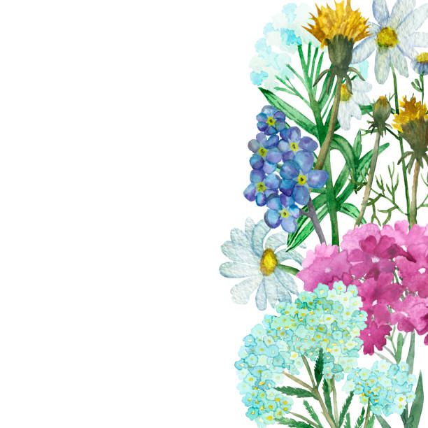 акварель стороны окрашены природы травяные цветочные композиции букет баннер с белой ромашкой, розовый belladonna, синий yarrow, желтый одуванчик � - chamomile plant chamomile bouquet wildflower stock illustrations