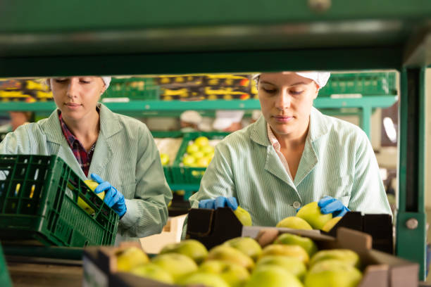 istock Fine women working  at a fruit warehouse 1188713165