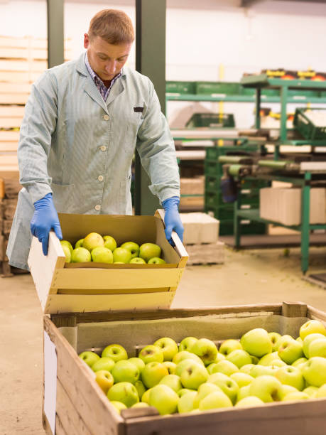 istock middle-aged man working on fruit sorting line, carrying box with apples in storage 1188713182