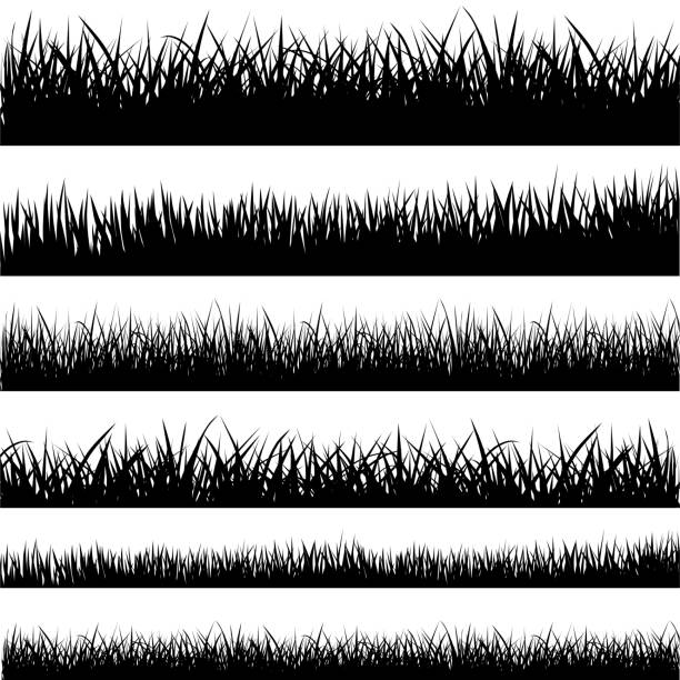 ilustrações de stock, clip art, desenhos animados e ícones de set of black grass silhouettes - stock vector. - barley grass field green