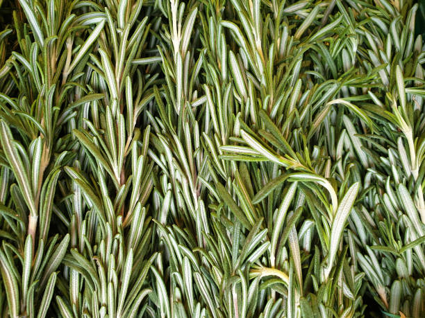 istock Rosemary branches, bunch. Food background 1188713446
