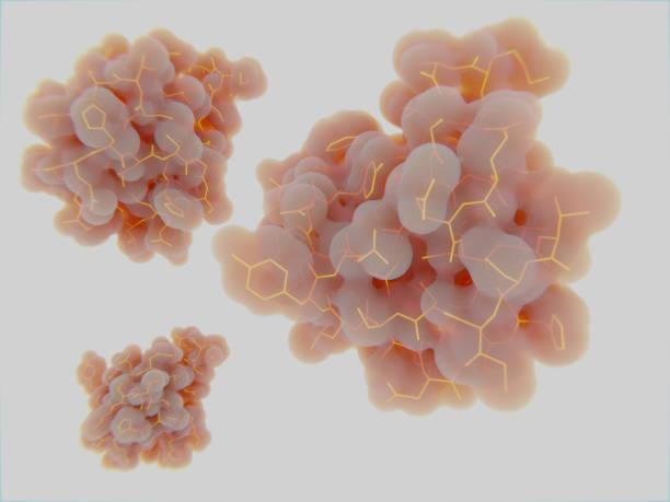 molécules d'insuline. l'insuline est une hormone protéique qui régule le métabolisme des glucides - pancréas humain photos et images de collection