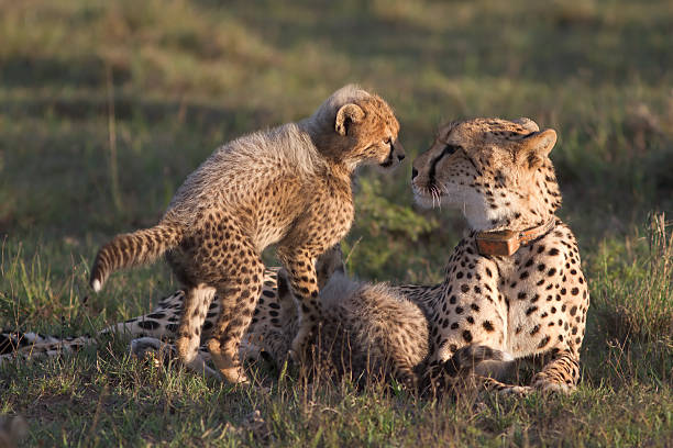 istock Adorable cheetah cub and mother 118871420