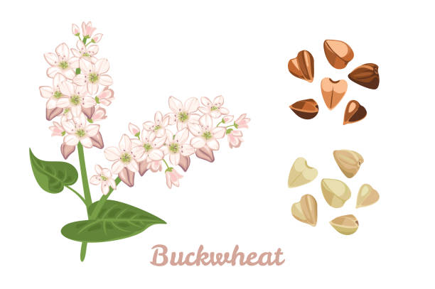 Branch of flowering buckwheat, Fried and Green Buckwheat Grains isolated on white background. Vector illustration of cereal plant in cartoon simple flat style. Branch of flowering buckwheat, Fried and Green Buckwheat Grains isolated on white background. Vector illustration of cereal plant in cartoon simple flat style. buckwheat stock illustrations