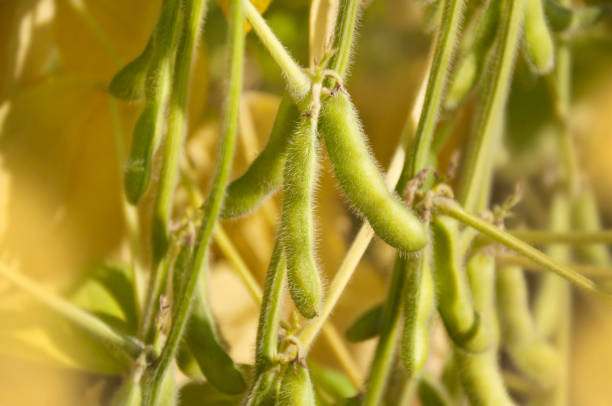istock Soybean pods ripening on plants in a soybean field. Selective focus. 1188714730
