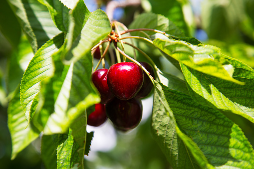 A close up of a bowl of cherries, freshly harvested from the tree.  County Down, Northern Ireland.