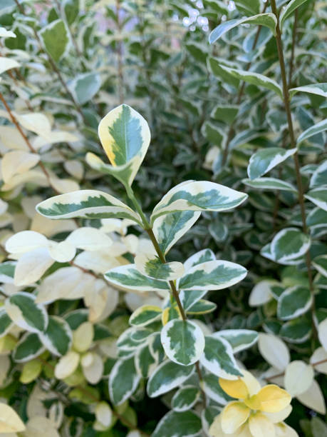 istock Close up view of plant (euonymus japonicus). 1188715673