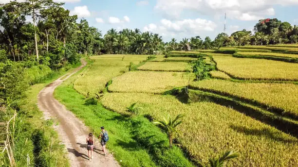 A drone shot of a couple walking on a gravelled road along a long stretching rice fields in Tetebatu, Lombok, Indonesia. Endless rice paddies are separated with pathways. Forrest on the side.