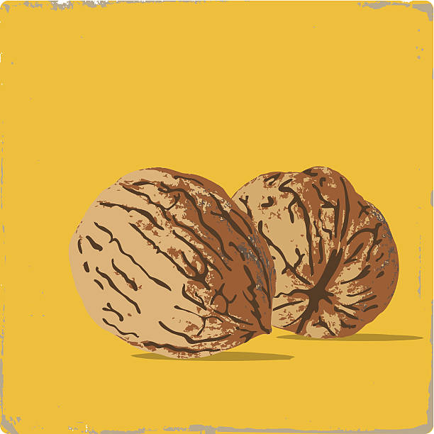 Persische walnut – Vektorgrafik