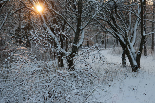 istock Evening winter landscape Snow Trees  Sun 1188716972