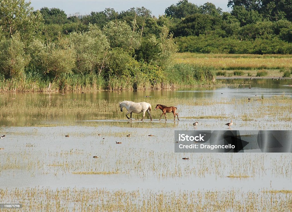 Wild cavalos - Foto de stock de Animal royalty-free