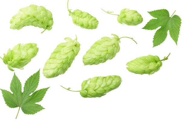 istock Green hops with green leaves isolated on a white background. top view 1188722359