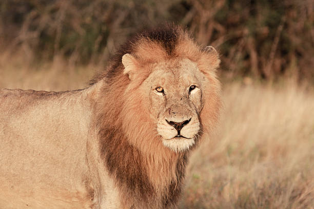 istock Lion in Kruger Park, South Africa 118872276