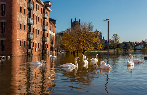 Swans enjoying the floods by Worcester bridge Worcestershire UK