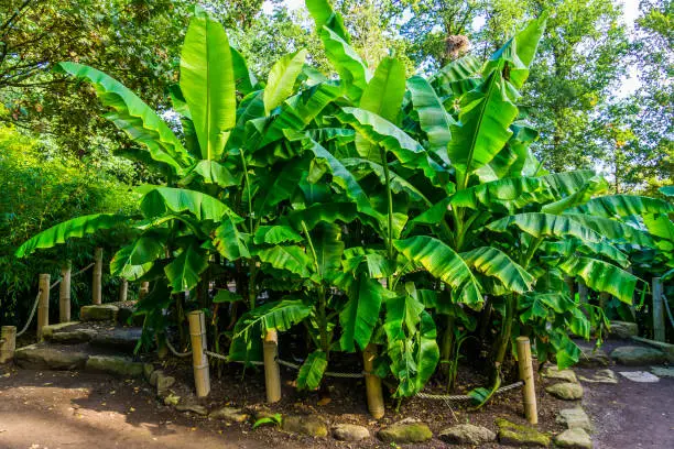 Photo of many banana plants in a tropical garden, nature and horticulture background