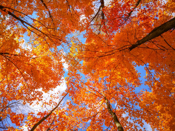 カナダ、オンタリオ州ウッドブリッジのボイド保護公園で秋のシュガーメープルツリー - sugar maple ストックフォトと画像