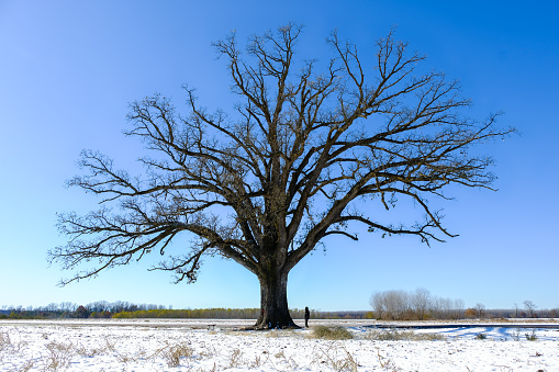 View of oldest and largest burr oak in Missouri in late afternoon after first snow; small figures of man next to the tree shows the scale; woods in background