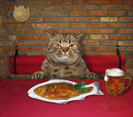 Kucing Makan Ikan Bakar Dengan Bir 2 Foto Stok - Unduh Gambar Sekarang