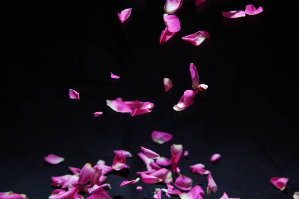 Pictured petal of rose in falling.