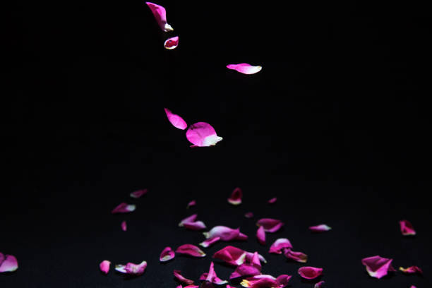 istock petal of rose in falling 1188730779