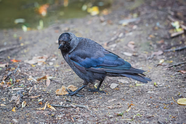 istock Jackdaw with ragged tail stepping on a piece of bread 1188731039