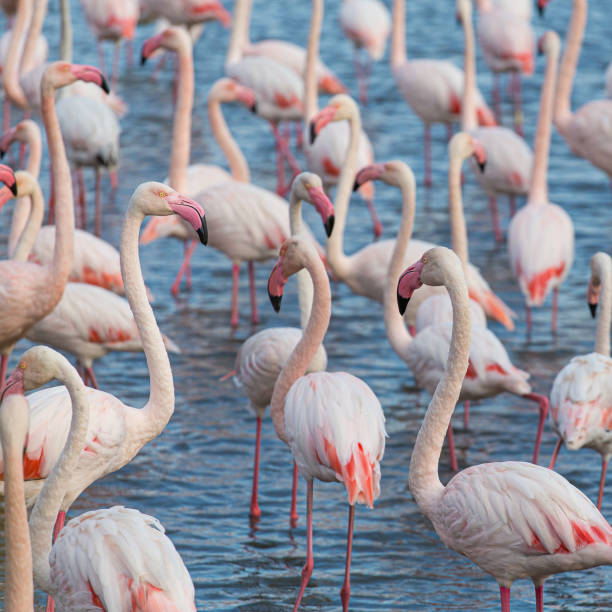 istock Group of great flamingos crowd on lake 1188732069