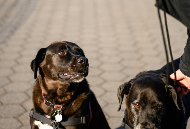 istock Black Dog in Central Park Looking to Her Walker 1188732545