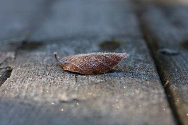 An orange brown frosty deciduous beach tree leaf laying on some old frosty decking boards